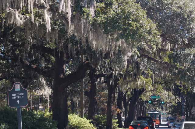 savannah trees in the historic district